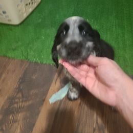 English Springer Spaniel Puppies from Savannah River Springers