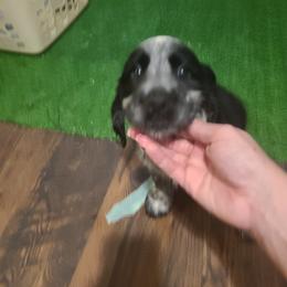 English Springer Spaniel Puppies from Savannah River Springers