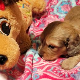 Dachshund Puppies from CLARK'S BREEDING PROGRAM