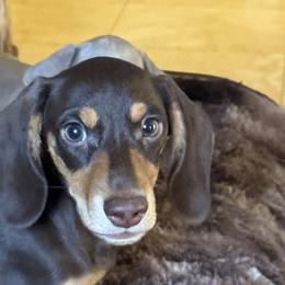 Schnitzel - Chocolate male Dachshund puppy in Salem, Oregon from Ide's of March Dachshunds