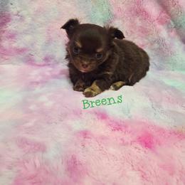 Girl 1 - Chocolate and tan female Chihuahua puppy in Richmond, Virginia from Breens