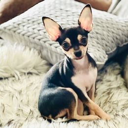 Chihuahua Puppies from Jersey’s Tiny Tails Chihuahuas