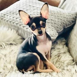 Chihuahua Puppies from Jersey’s Tiny Tails Chihuahuas