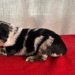 Anna - Blue merle female Miniature Australian Shepherd puppy in Sulphur, Louisiana from Triple J Aussies and Corgis