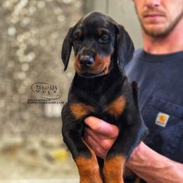 Marley - Black and rust female Doberman Pinscher puppy in China Township, Michigan from Snell's Superior Kennel Dobermann & GSP