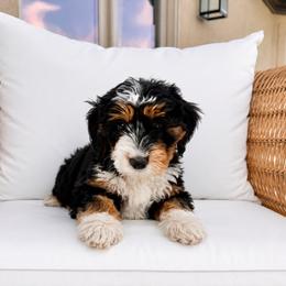 Sterling - Silver Collared Girl - Tri-color female Bernedoodle puppy in Highland, Utah from Angel Pups Deluxe