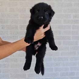 Benny - Black male German Shepherd puppy in Winston Salem, North Carolina from Samtastic Shepherds