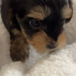 Yorkshire Terrier Puppies from Damien's Yorkshire Terriers