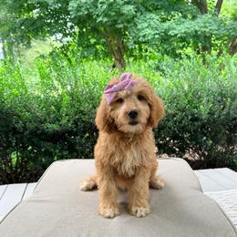 Ruthie - Apricot female Goldendoodle puppy in Goldsboro, North Carolina from The Grantham House