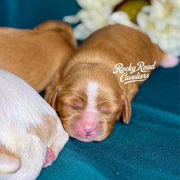 Zelda - Ruby female Cavalier King Charles Spaniel puppy in Nashville, Arkansas from Rocky Road Puppies
