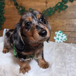 Brown collar - Dapple male Dachshund puppy in Webb, Alabama from Bryant's Babies