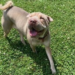Chinese Shar-Pei from Peis R Us