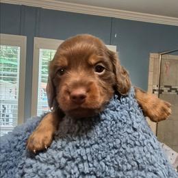 Jack - Chocolate and tan male Dachshund puppy in Homosassa, Florida from Foxies Doxies
