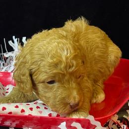Grady - Red  male Goldendoodle puppy in Boaz, Alabama from Doodles All Day