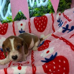 Harry - Piebald male Dachshund puppy in Lake City, Florida from My Ditzy Doxies of Florida