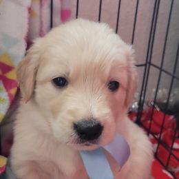 Luke Skywalker - Dark golden Golden Retriever puppy in Ocean City, Washington from Mary Market's Sundancin' Goldens