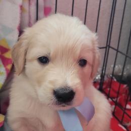 Luke Skywalker - Dark golden Golden Retriever puppy in Ocean City, Washington from Mary Market's Sundancin' Goldens