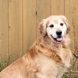 Riley - Golden Retriever