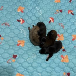 Girl 3 - Chocolate female Pomeranian puppy in Conroe, Texas from Maxi’s Poms, LLC