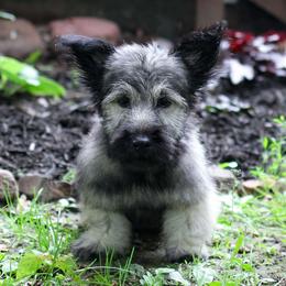 Beige Collar - Silver Skye Terrier puppy in Center City, Minnesota from Falkor Skye Terriers