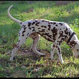 Minnie - Dalmatian