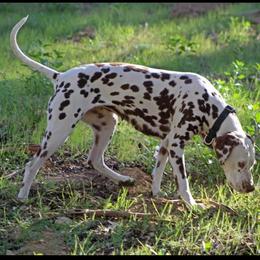 Minnie - Dalmatian
