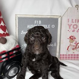 Yellow collar - Brown and white male Aussiedoodle puppy in Mount Ulla, North Carolina from Girls of anarchy farm