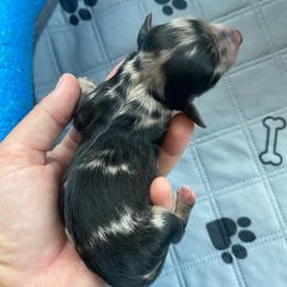 Whiskey - Dapple male Dachshund puppy in Trenton, Florida from Tweenie Weenie Dachshunds