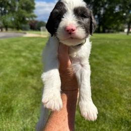 Neon Green - Parti male Springerdoodle puppy in Clifton, Idaho from Little Mountain Springers, Springerdoodles & Poodles