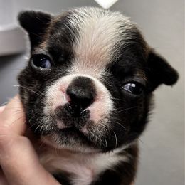 Bootsie's brindle boy 4 - Brindle and white male Boston Terrier puppy in Yakima, Washington from Barnett’s AKC Boston Terriers