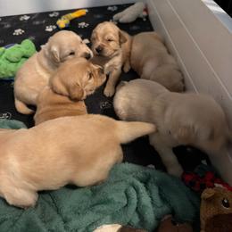 Blue - Light golden male Golden Retriever puppy in Van Alstyne, Texas from Grace N Goldens