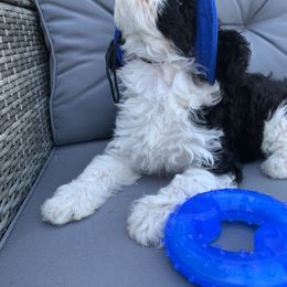 Cavapoo Puppies from Stephanie Abbott