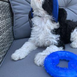 Cavapoo Puppies from Stephanie Abbott