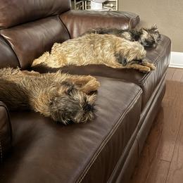 Brussels Griffon All Grown Up from Griffs & Giggles Ranch - The Cortez Family