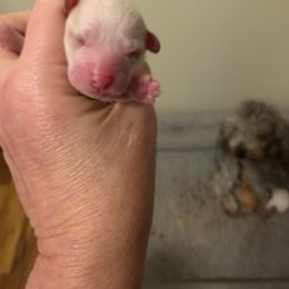 Baby boy - Parti male Poodle puppy in Louisville, Mississippi from Cindy's Poodles