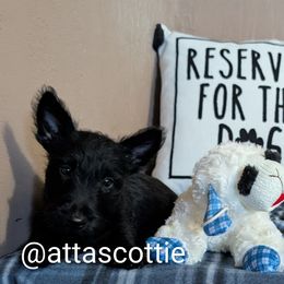 Scottish Terrier Puppies from Atta Scottie