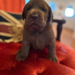 Stout - Chocolate male Labrador Retriever puppy in Elkmont, Alabama from Sleepy Hound Farm