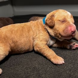 Rich - Medium - Apricot male Goldendoodle puppy in Lancaster, California from Kid's Best Doodle
