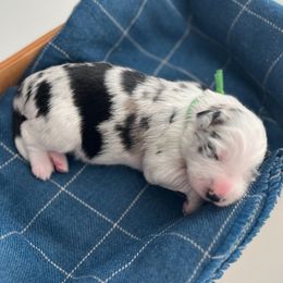 Acadia - White and blue merle female Bordoodle puppy in Valley Center, California from Circle R Valley Bordoodls