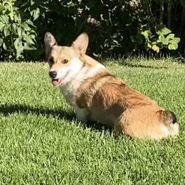 Nutty - Pembroke Welsh Corgi