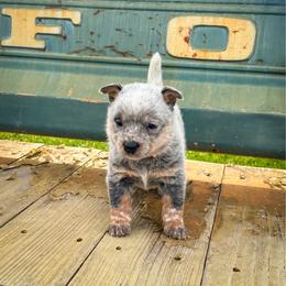 Orange - Blue speckled female Australian Cattle Dog puppy in Spokane, Washington from 4D Cattle Dogs