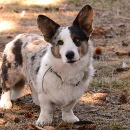 Cardigan Welsh Corgis from Corgi Gardens