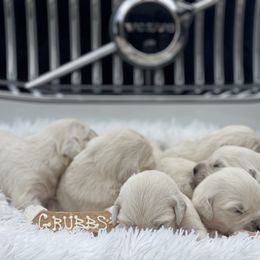 Golden Retriever Puppies from Garrett’s English Golden Retriever’s