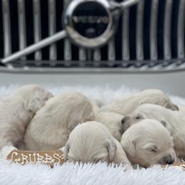 Golden Retriever Puppies from Garrett’s English Golden Retriever’s