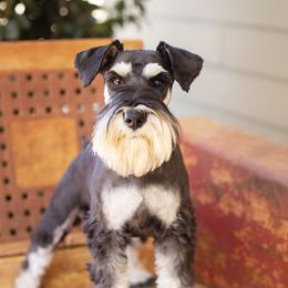 Jasper - Miniature Schnauzer