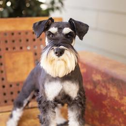 Jasper - Miniature Schnauzer