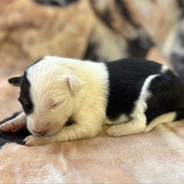 Primrose (Girl 5) - Tri-color female Border Collie puppy in Mosheim, Tennessee from Elawodi Border Collies