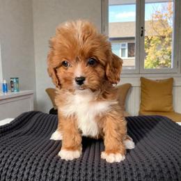 Angle - Red female Cavapoo puppy in Tucson, Arizona from Adored Poodle & Doodles