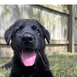 German Shepherd Puppies from Paws Of Germany