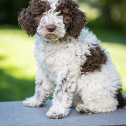 Basilia - Lagotto Romagnolo puppy in Silverton, Oregon from Briarwood Lagotto Romagnolos